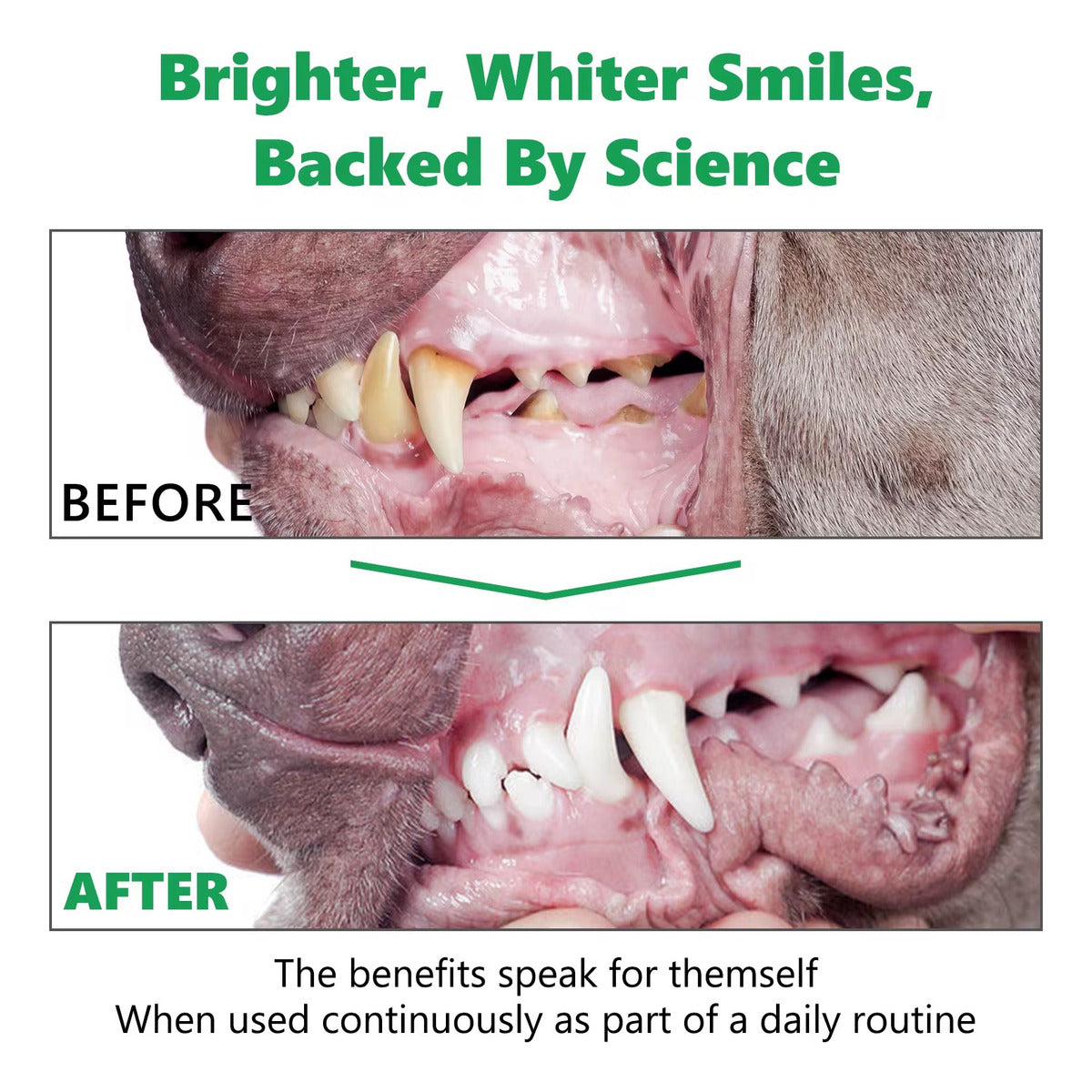 Polvo Limpiador Dental | Elimina Sarro y Placa | Cuidado Bucal para Perros + Gatos + Aliento Fresco + Uso Diario + Natural | 50g